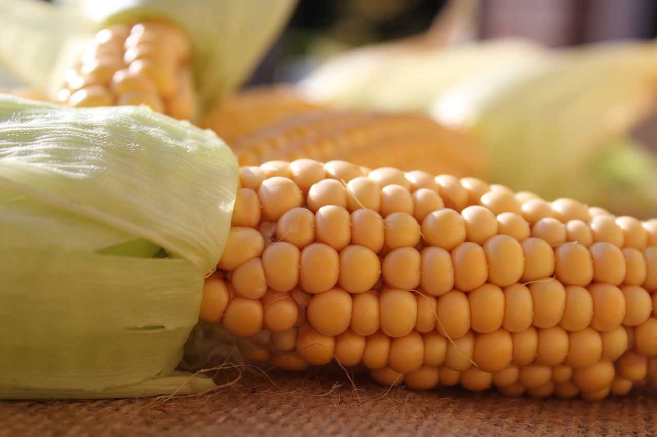 Image - corn on the cob corn nature