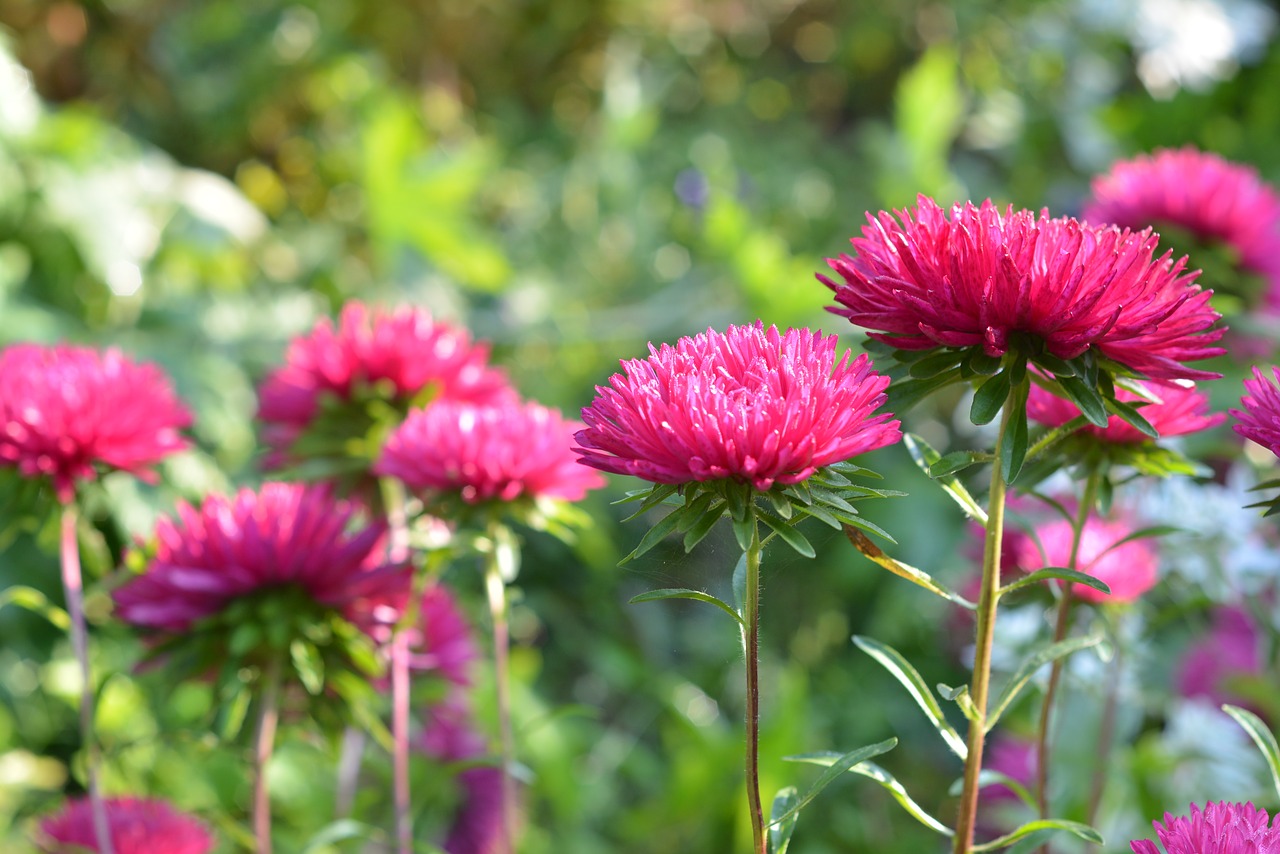 Image - astra aster pink nature garden