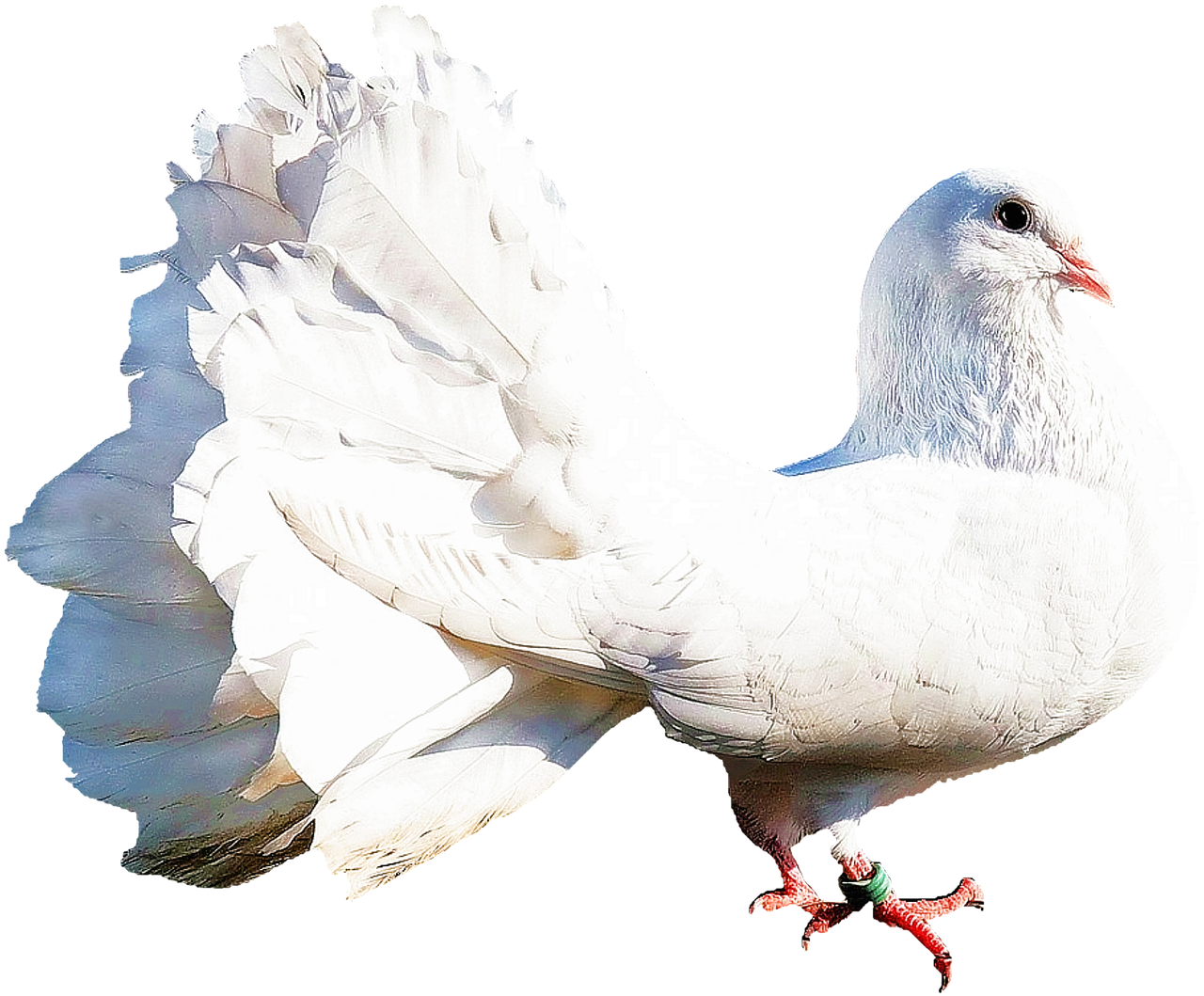 Image - isolated white dove bird nature