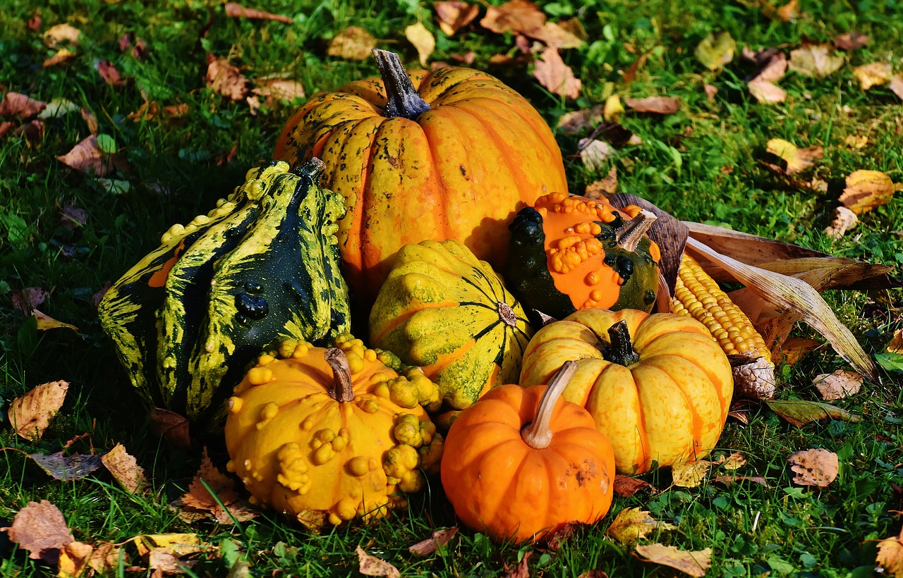 Image - pumpkins decorative squashes nature