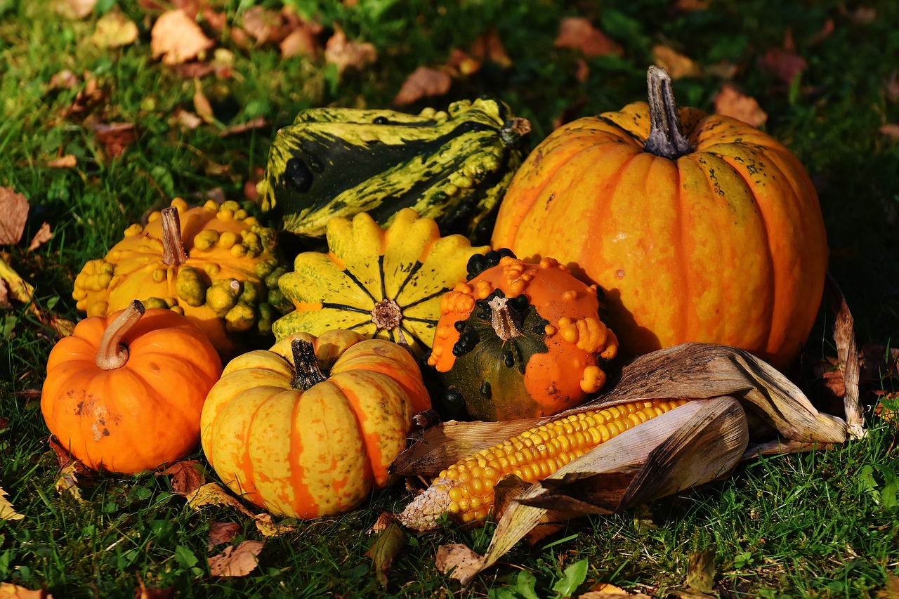 Image - pumpkins decorative squashes nature