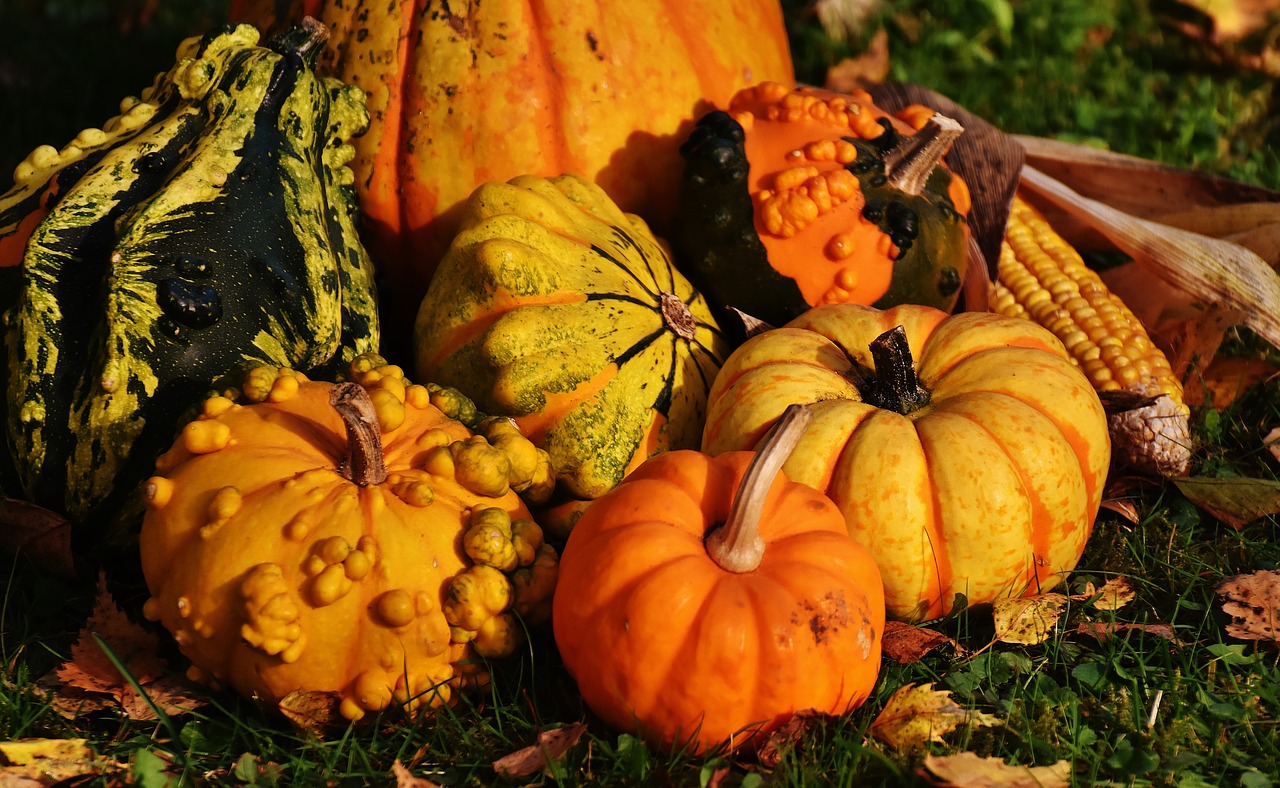 Image - pumpkins decorative squashes nature