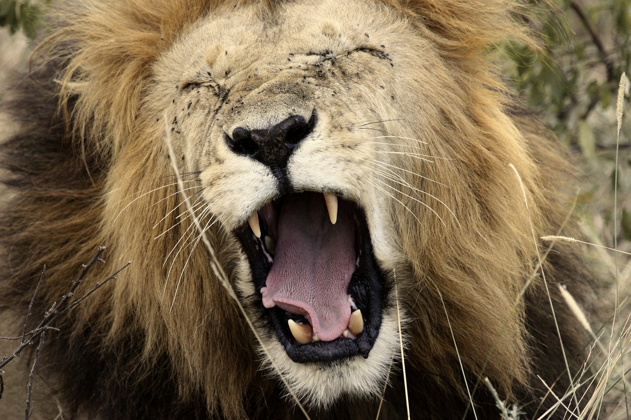 Image - lion yawn king of the jungle africa