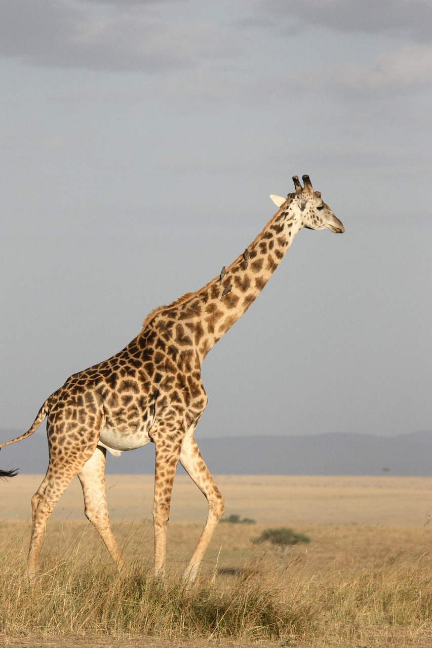 Image - giraffe tall mammal africa