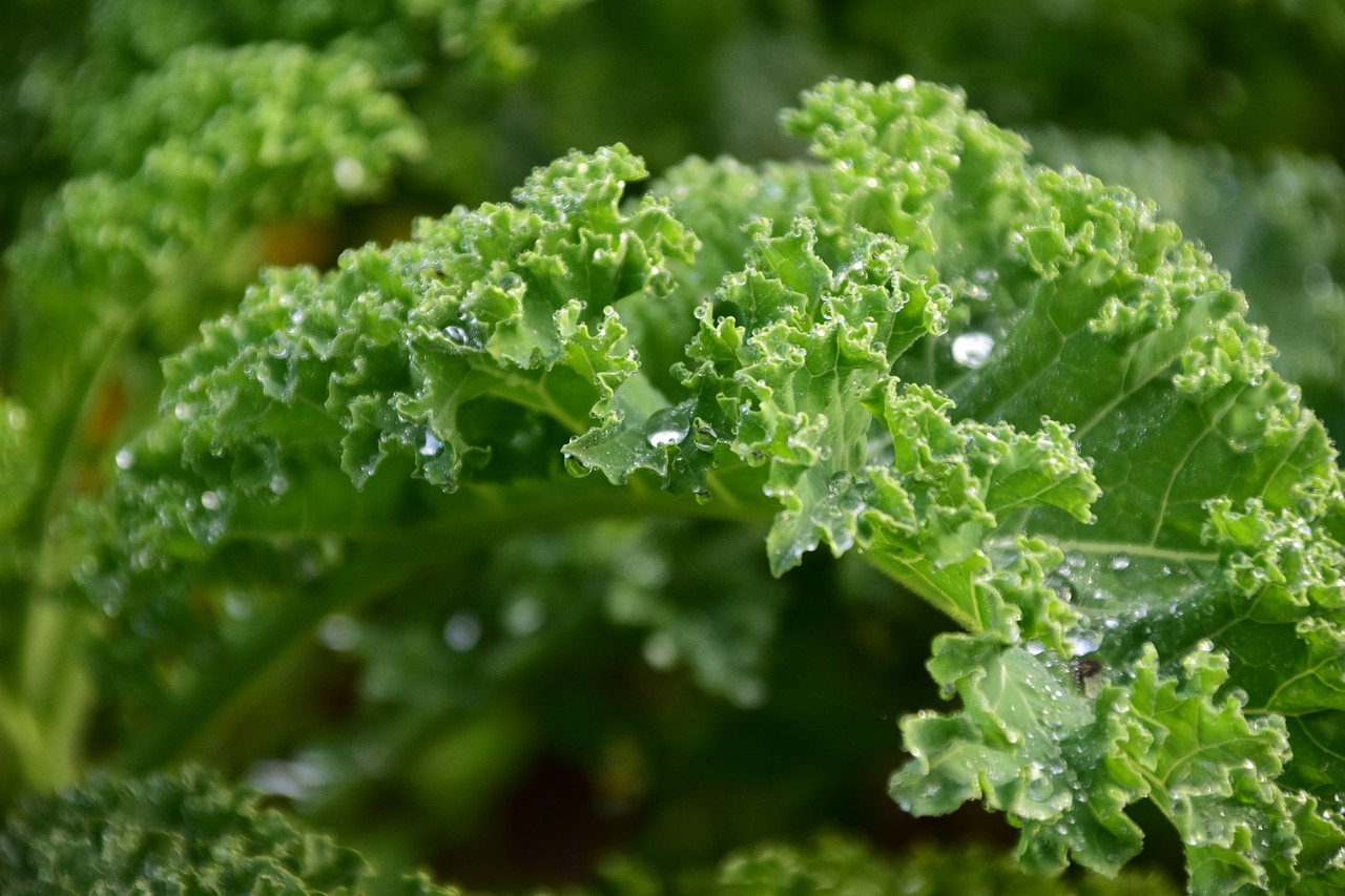 Image - kale green leaves garden healthy