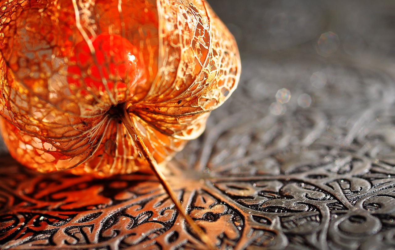 Image - autumn physalis lampionblume nature
