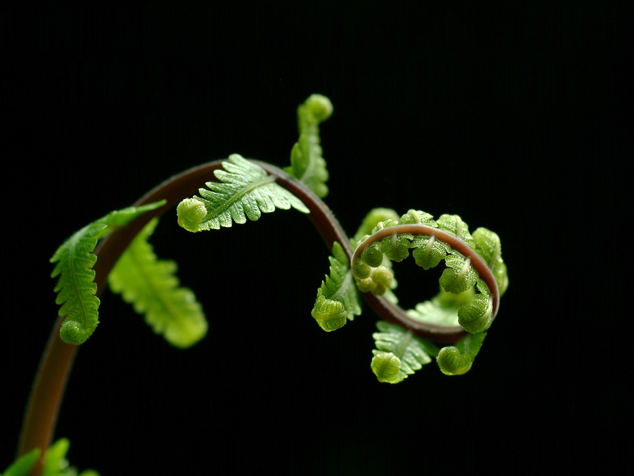 Image - fern tree nature green black