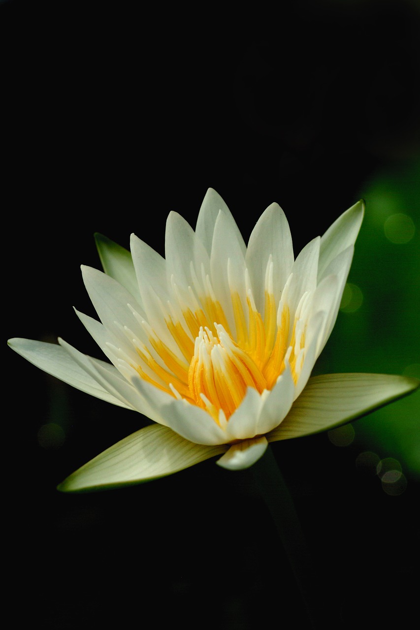 Image - lotus flowers nature fresh