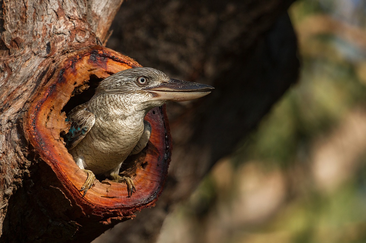 Image - kookaburra australia gladstone bird