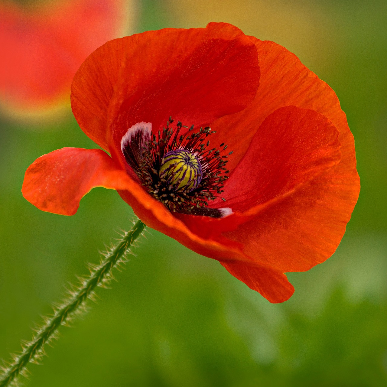 Image - flower poppy mildura red nature