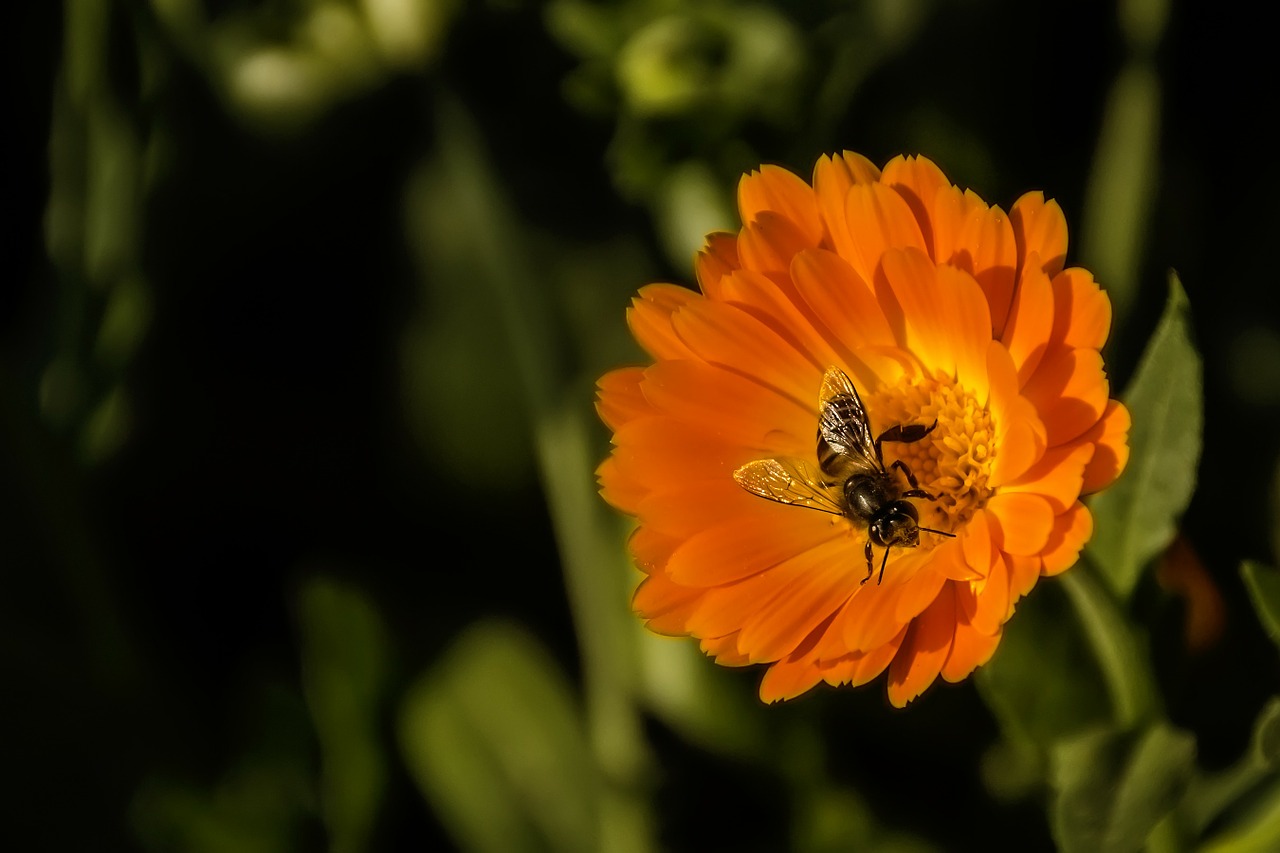 Image - bee flower spring macro nature