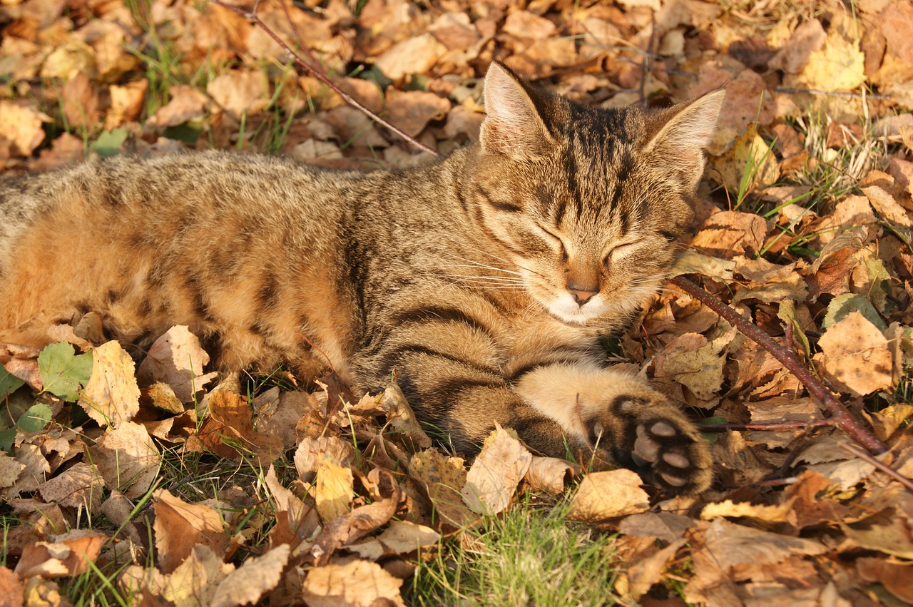 Image - rest lazybones kitten golden leaves