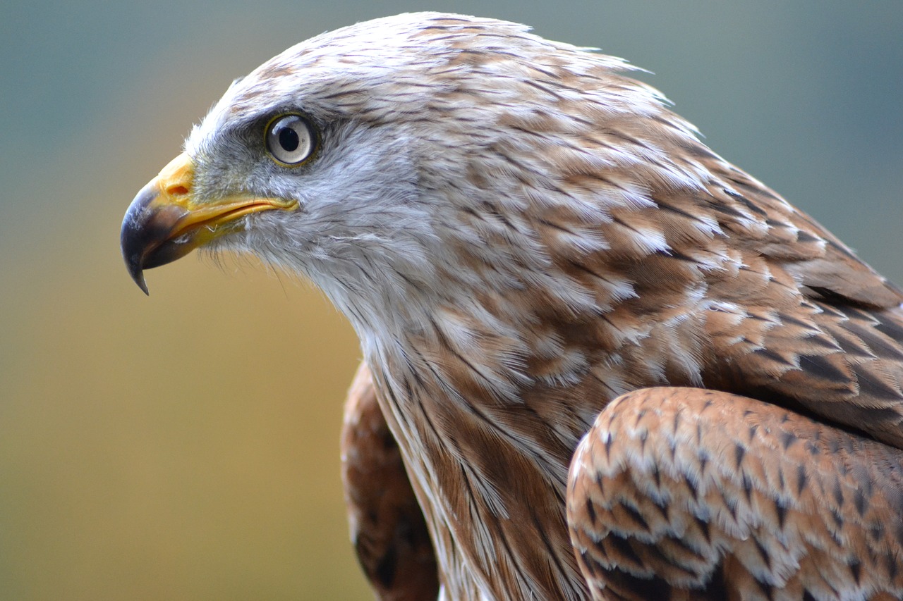 Image - milan wildlife park bird nature