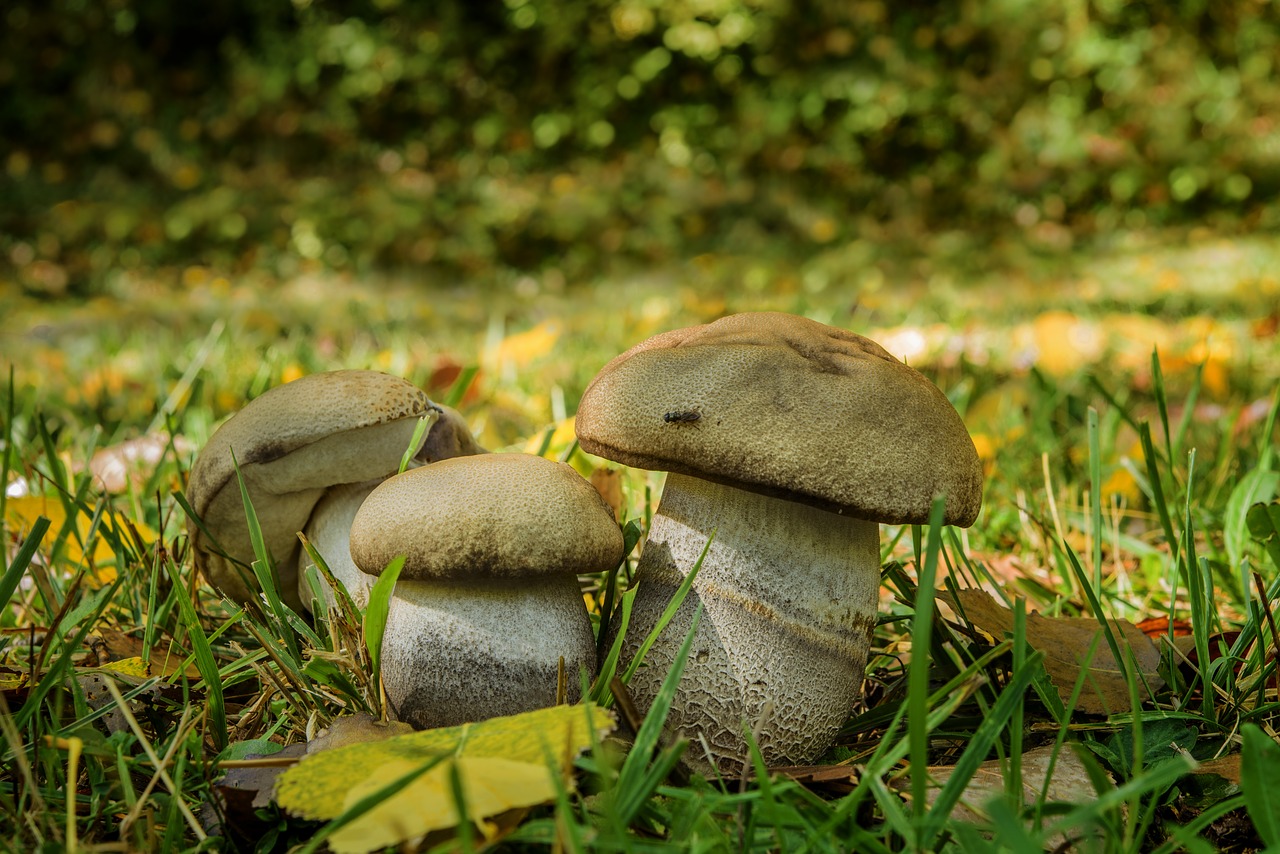 Image - fungus bolet of poplars