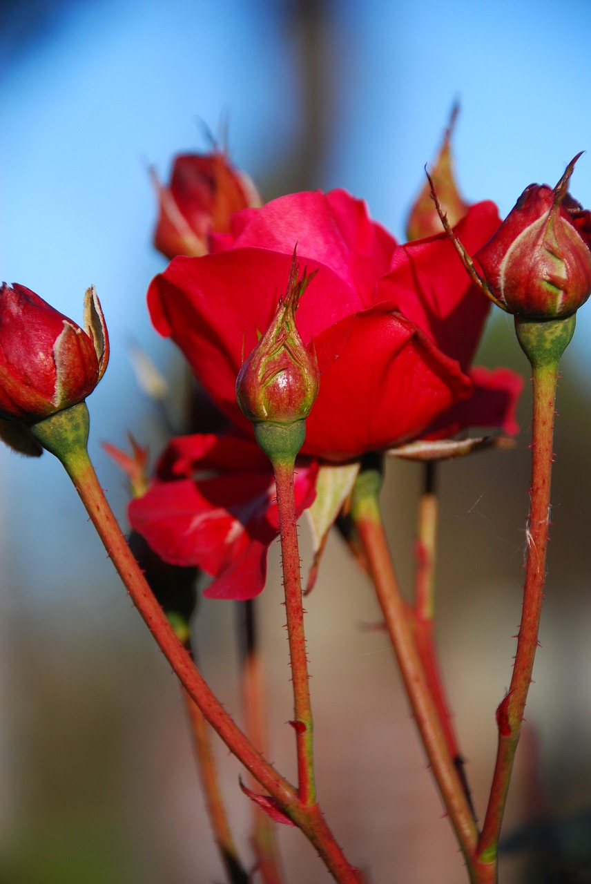 Image - ros flowers flower red flower