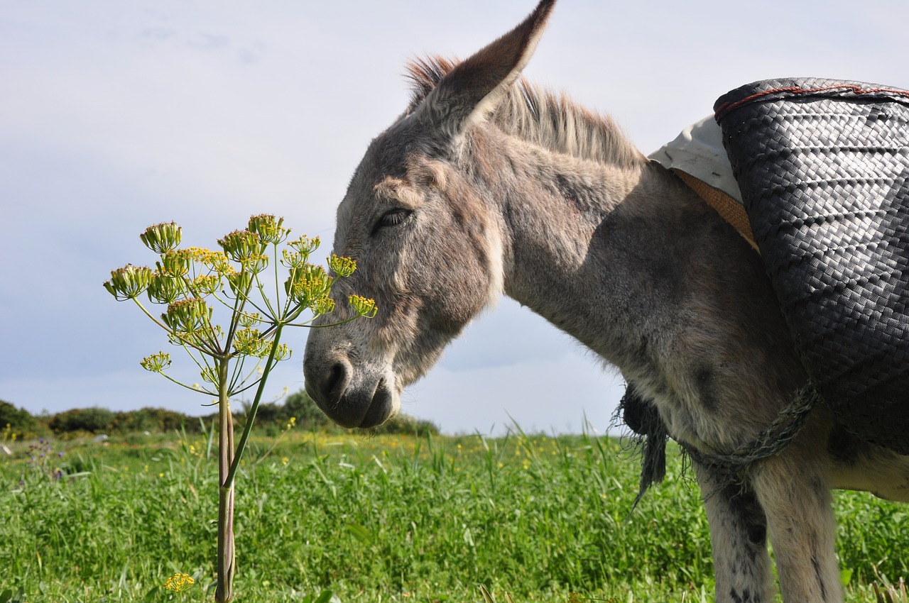 Image - donkey nature morocco animal