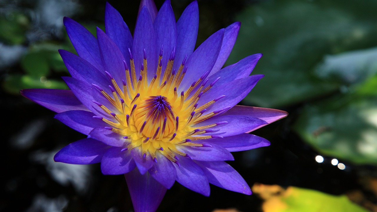 Image - hoi an the blue lotus temple