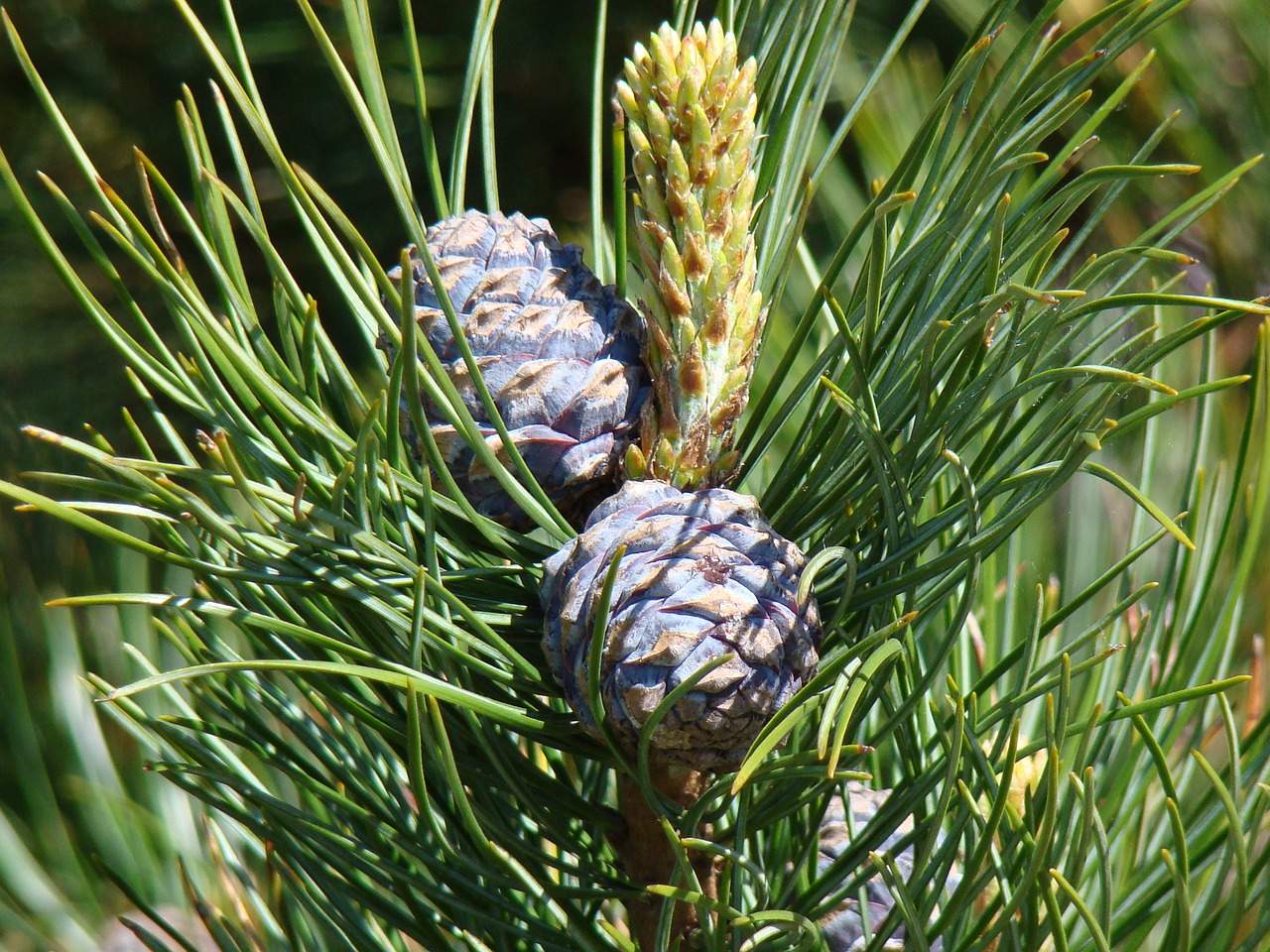 Image - cones spruce sprig nature needles