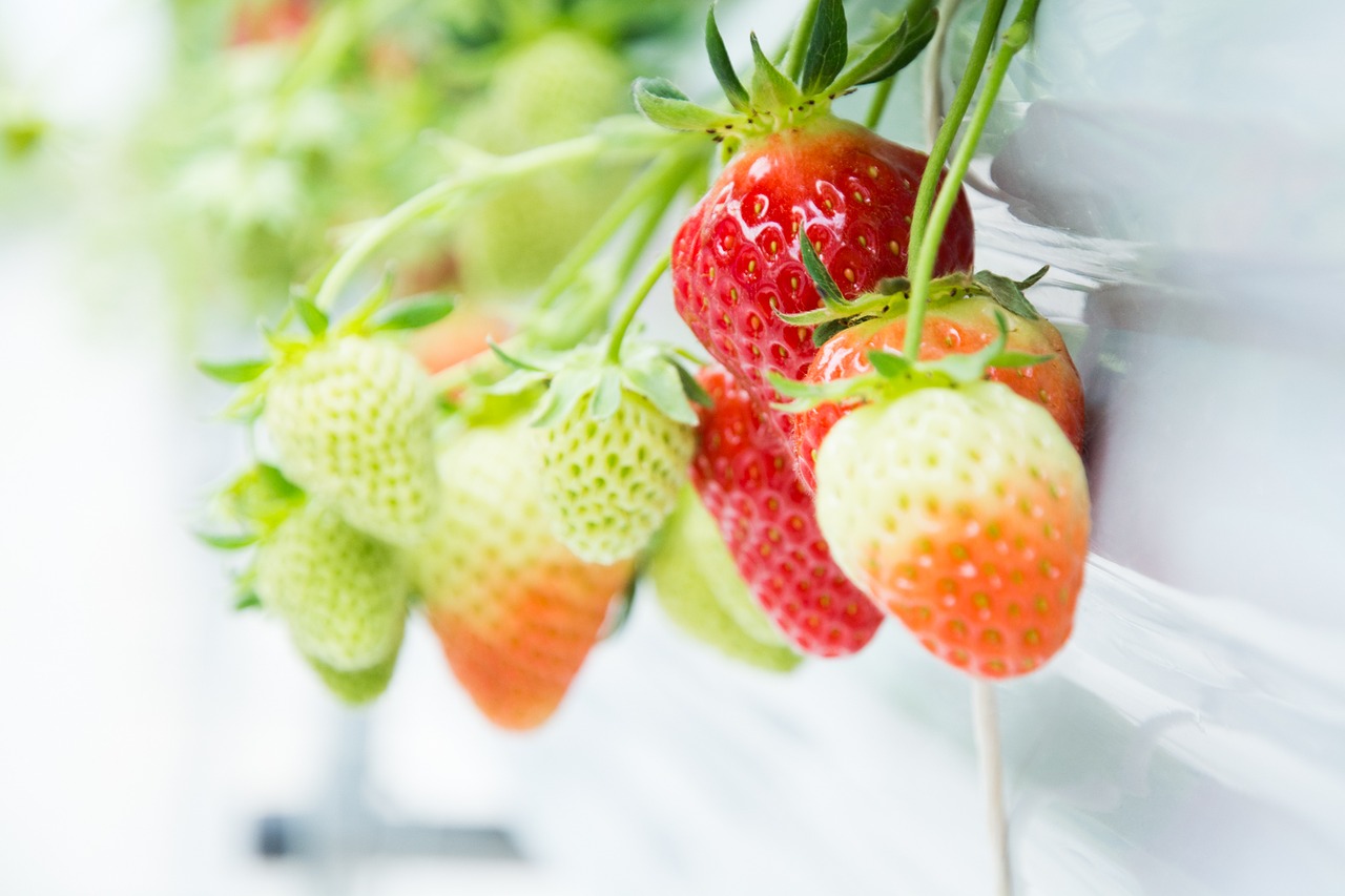 Image - strawberry red green fruit stem