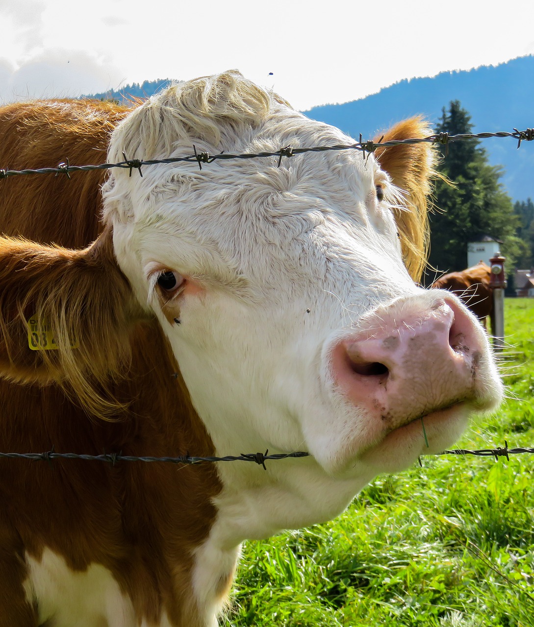 Image - cow pasture barbed wire curiosity