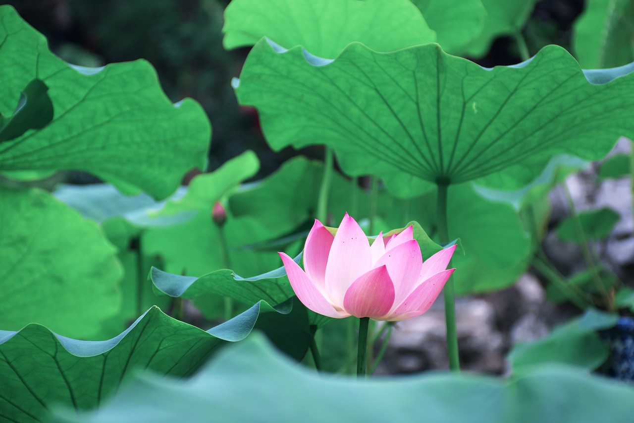 Image - lotus leaf green views