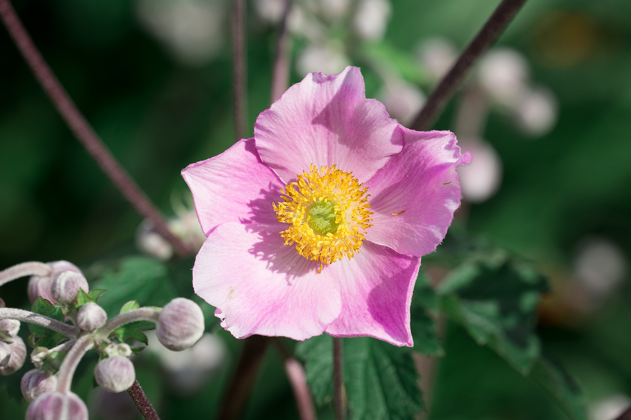 Image - anemone pink fall anemone