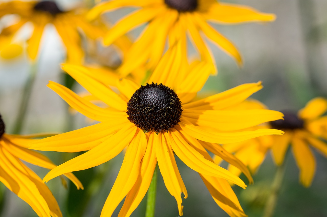 Image - sun hat echinacea yellow orange