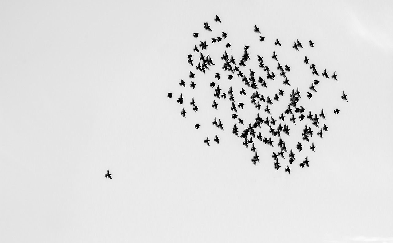 Image - birds swarm flock of birds sky