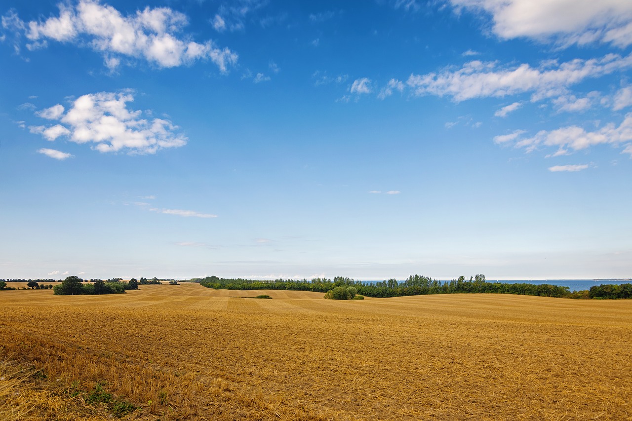 Image - field grain horizon clouds nature