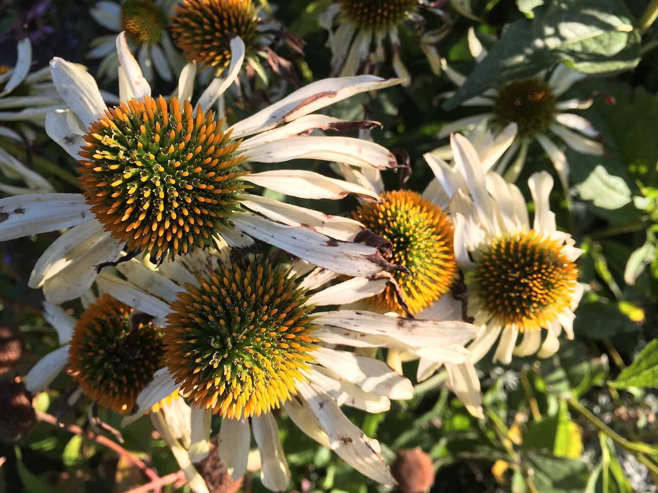 Image - purple coneflower echinacea purpurea