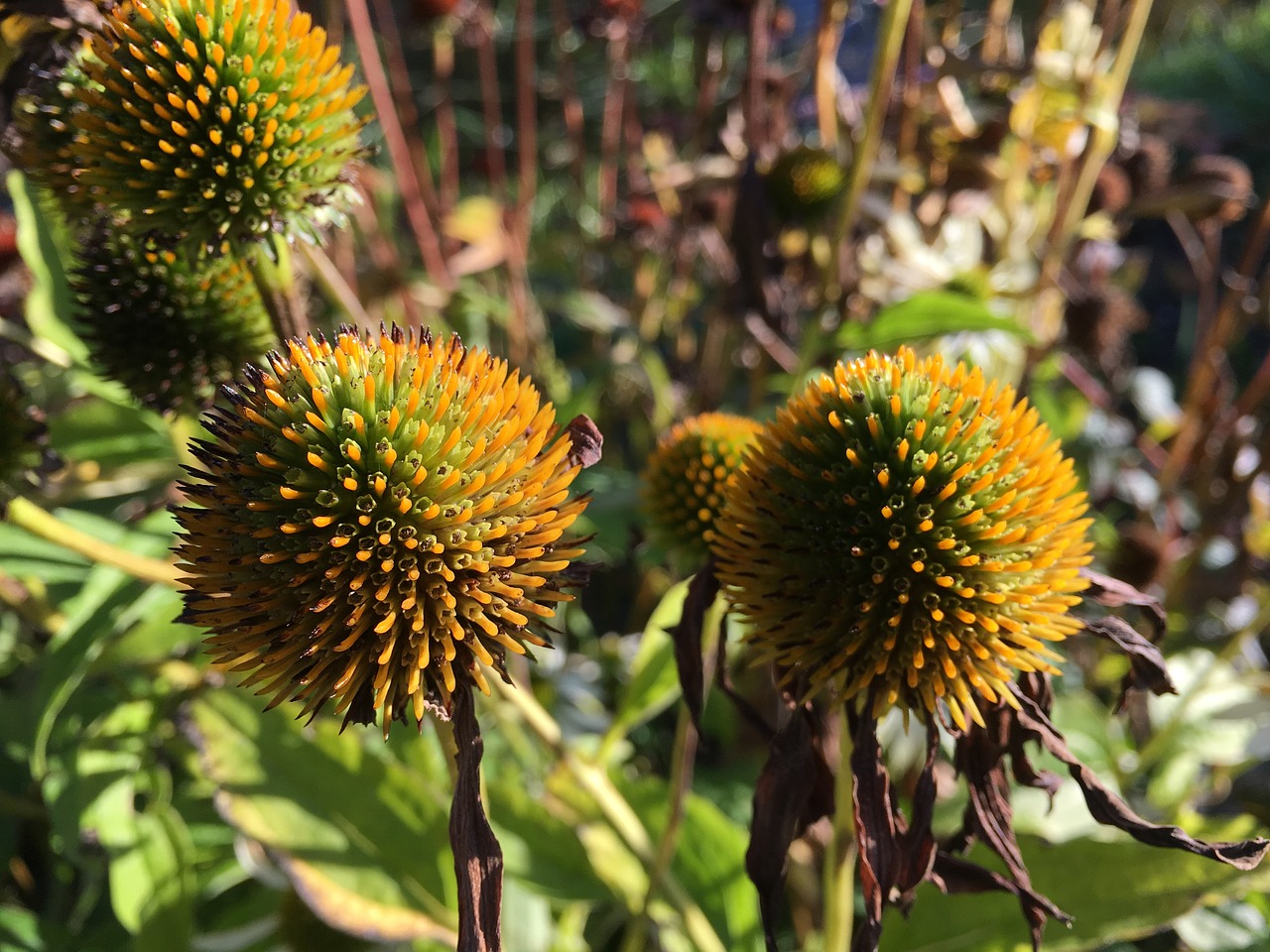 Image - purple coneflower echinacea purpurea