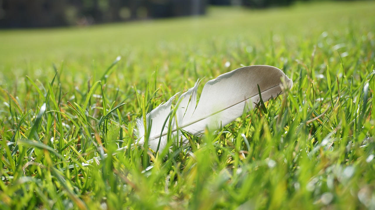 Image - feather grassland goose feather