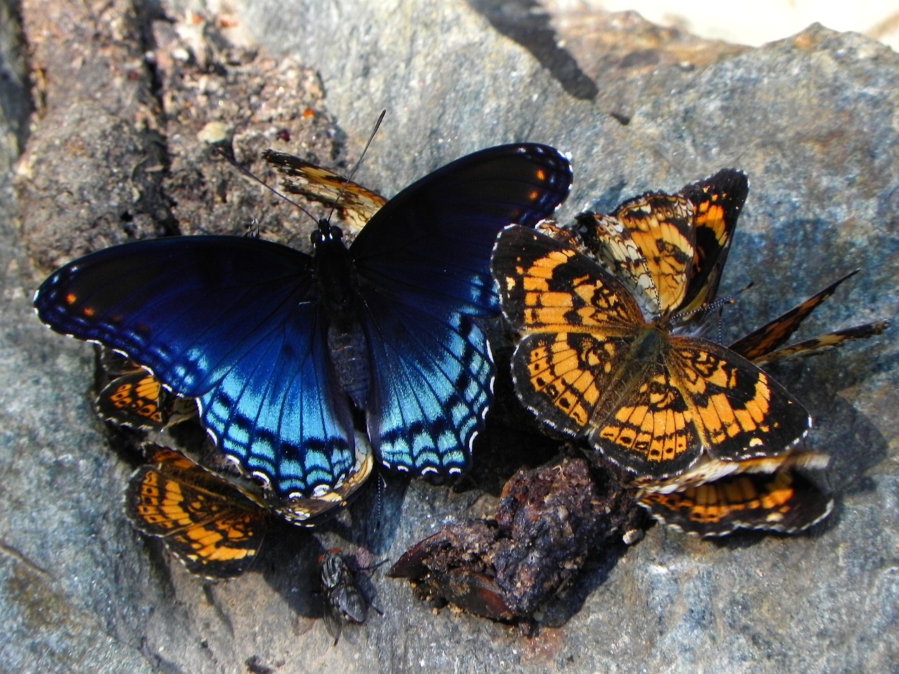 Image - butterflies pearl crescent social