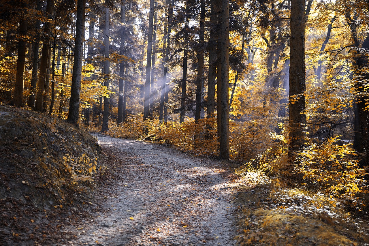 Image - autumn forest nature