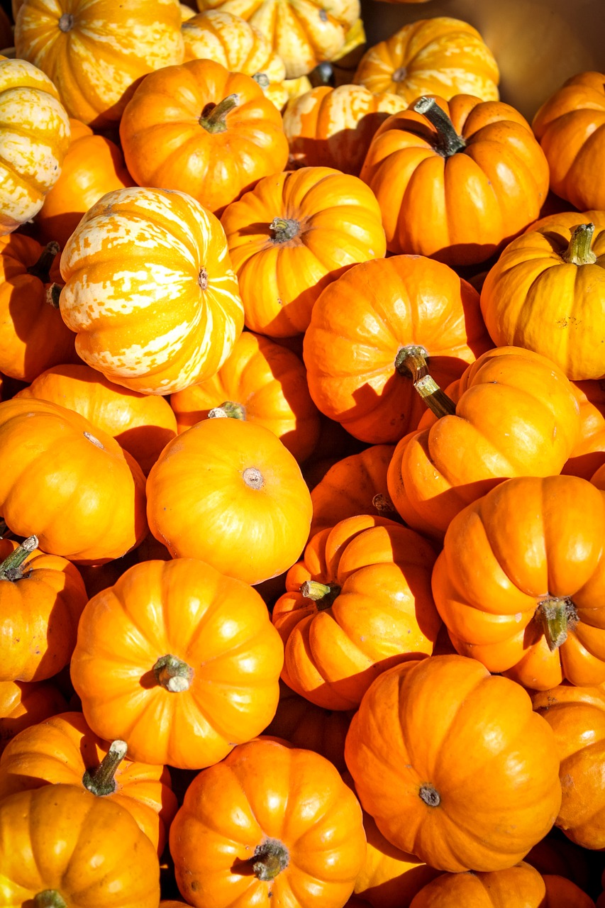 Image - halloween pumpkins autumn fall