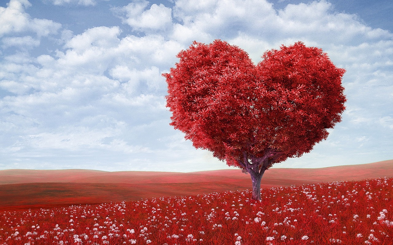 Image - heart shape tree red outdoors