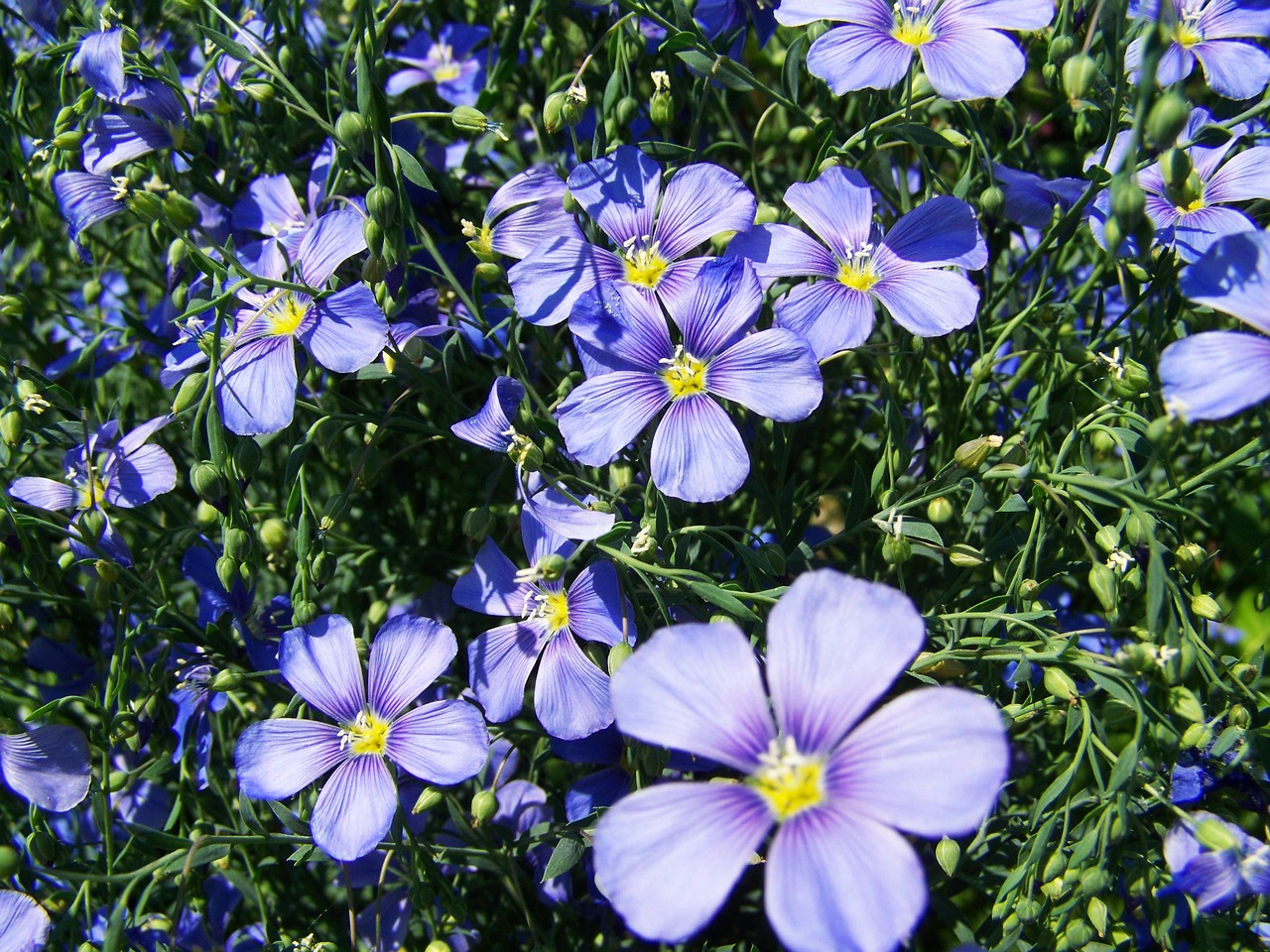 Image - cornflower light blue garden