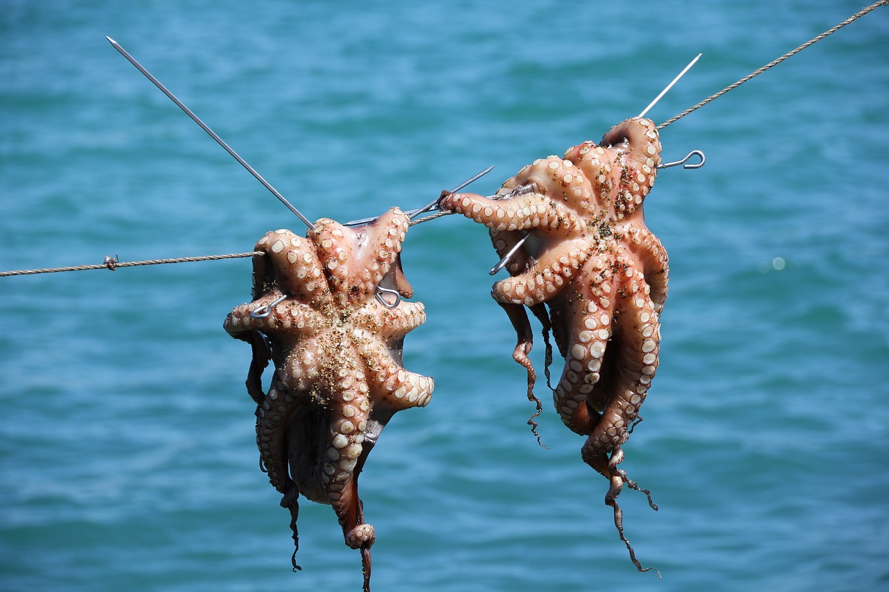 Image - octopus squid seafood fish sea