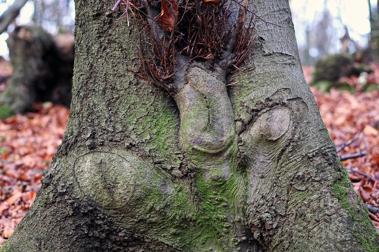 Image - tree funny face forest spirits