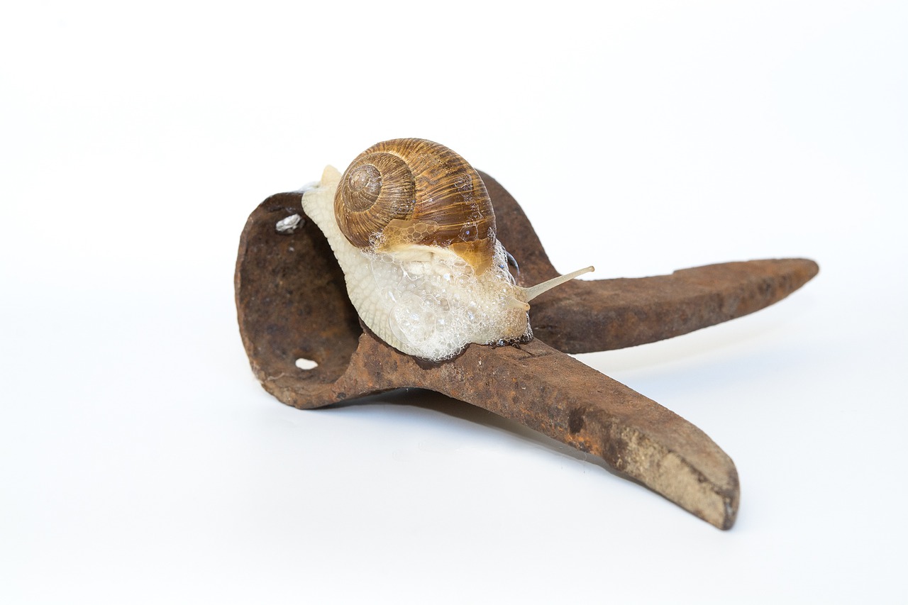 Image - snail shell iron rusty animal