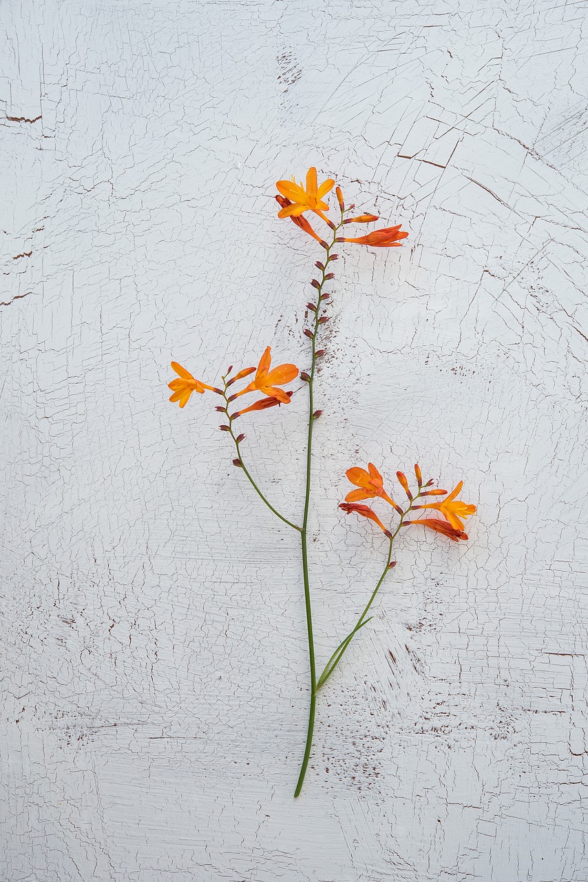 Image - crocosmia schwertliliengewaechs