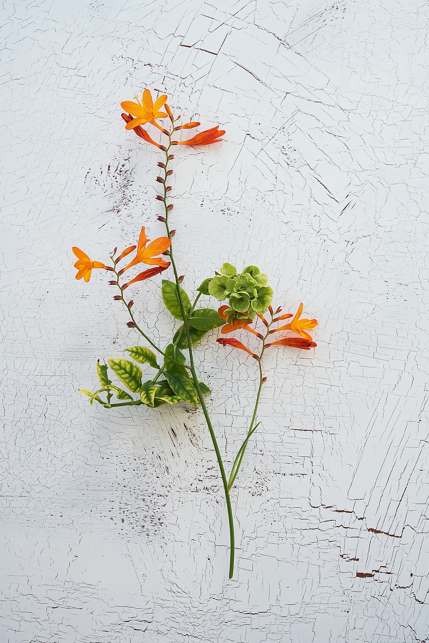 Image - crocosmia schwertliliengewaechs