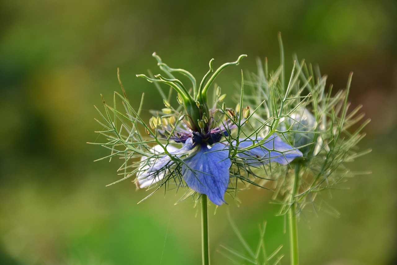 Image - virgin in the green nigella damascena