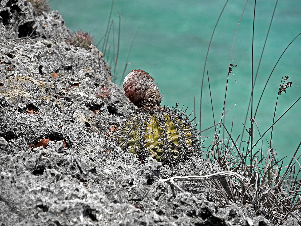 Image - cactus rock caribbean nature