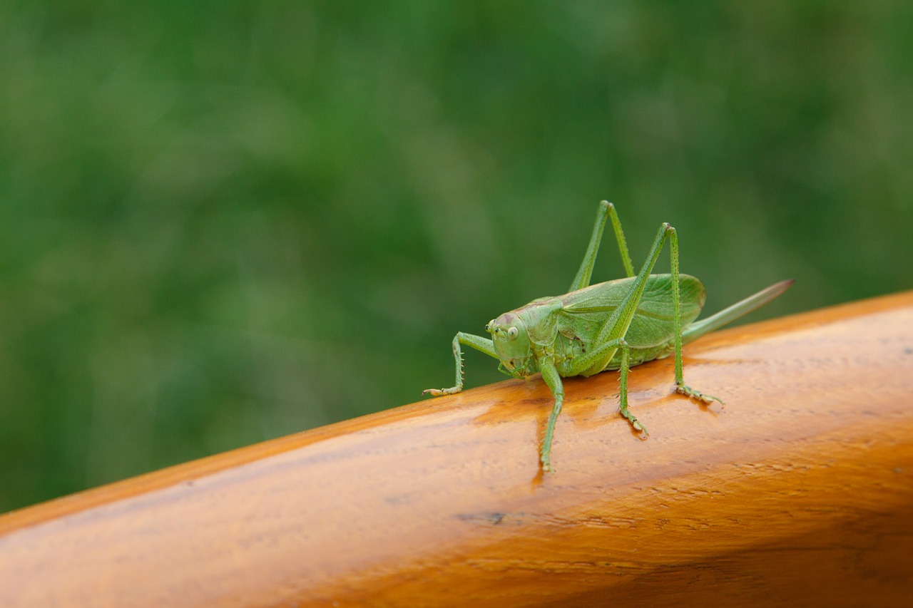 Image - animal bug cricket grasshopper