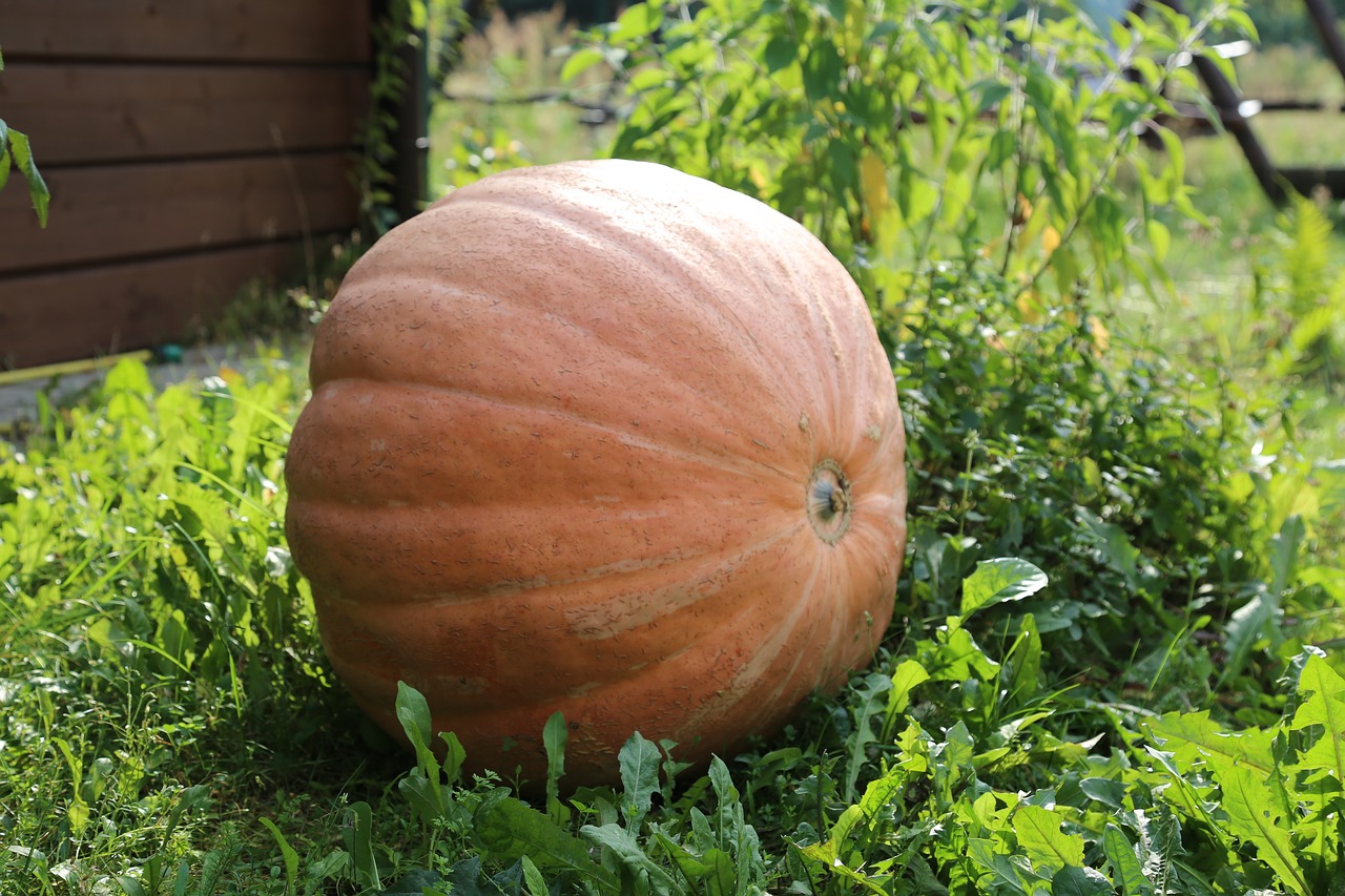 Image - autumn pumpkin fruit collections