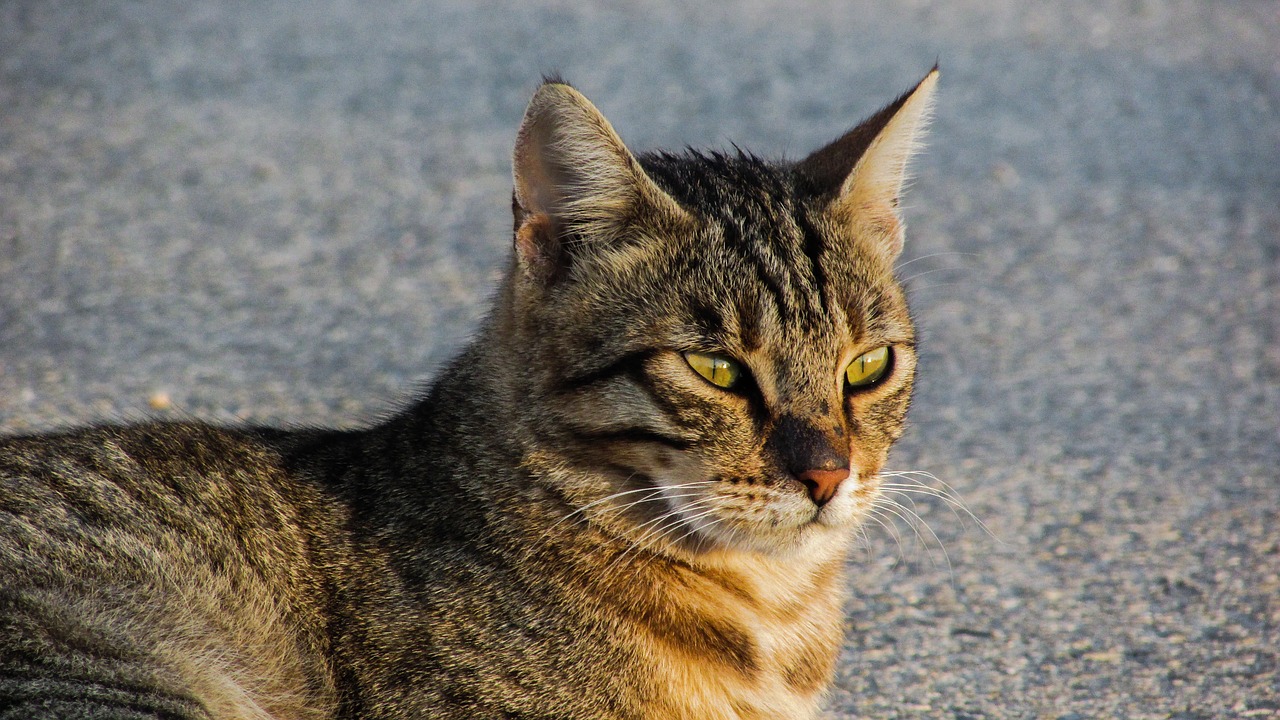 Image - cat stray animal street sitting