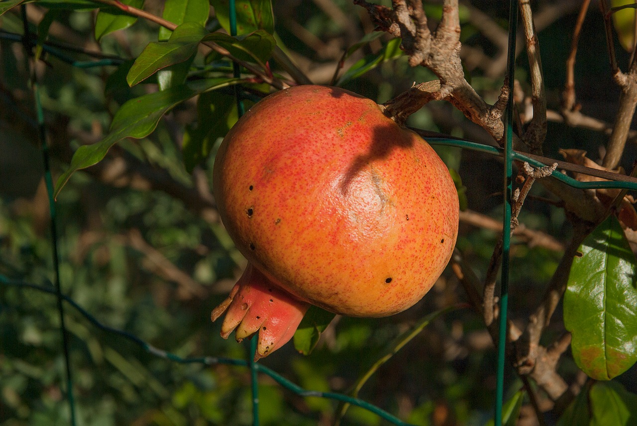 Image - fruit grenade exotic fruit