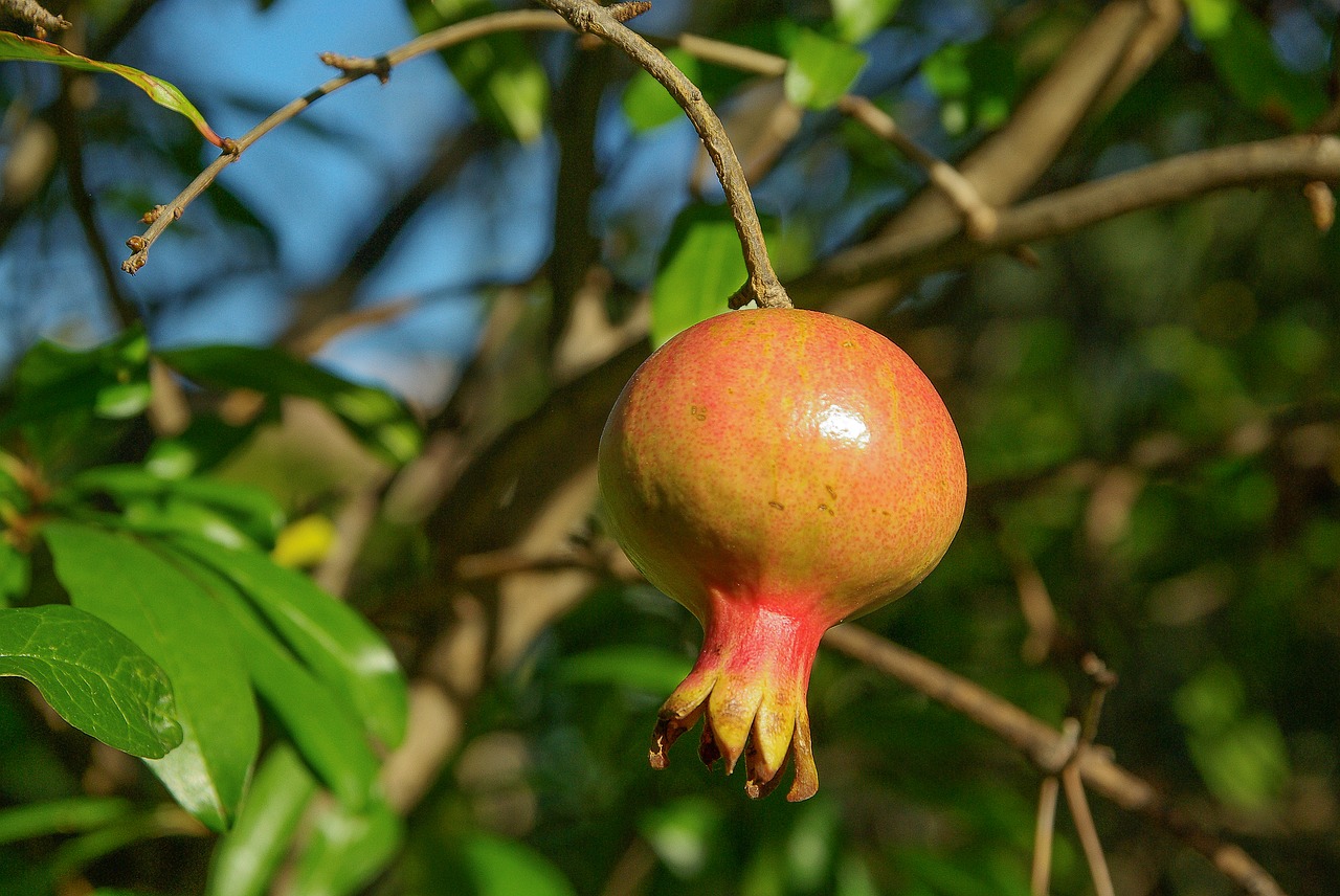 Image - fruit grenade exotic fruit