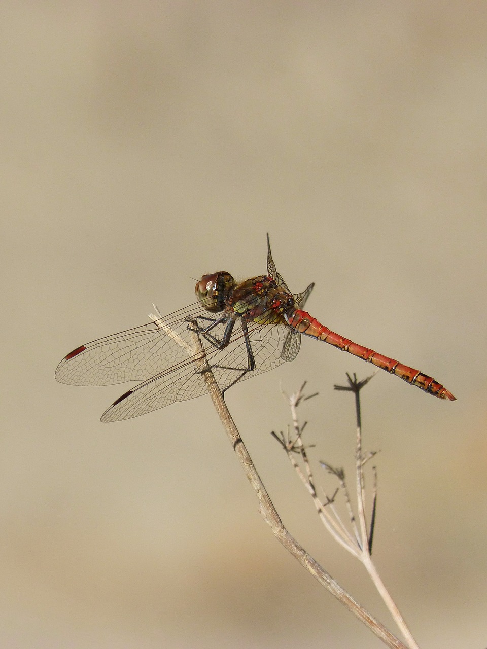 Image - dragonfly branch red dragonfly